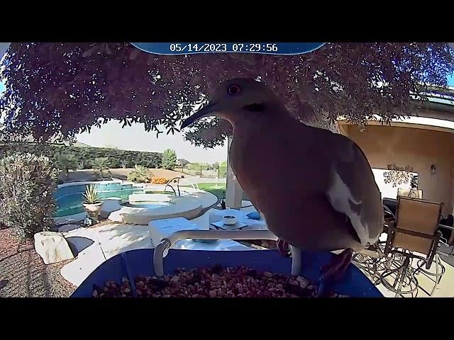 Dove having breakfast