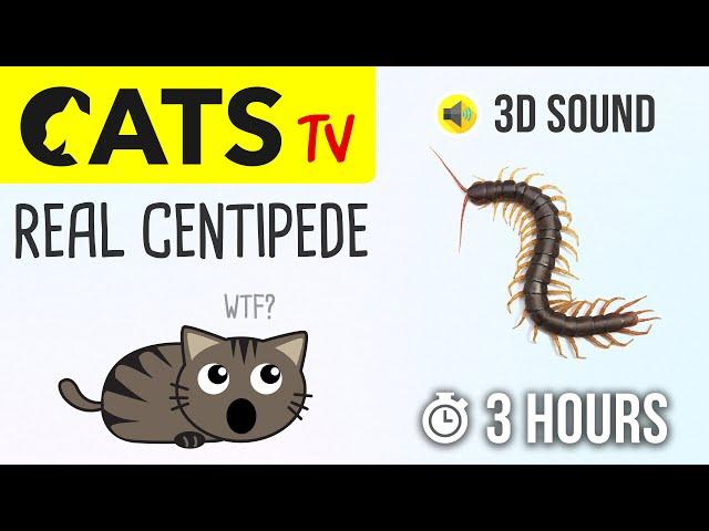 CATS TV - Real Centipede  3 HOURS (Cat games on screen)