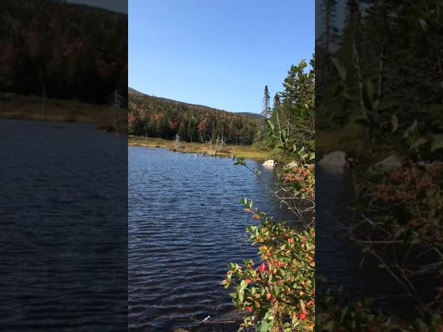 Zealand Pond, 11 September 2017