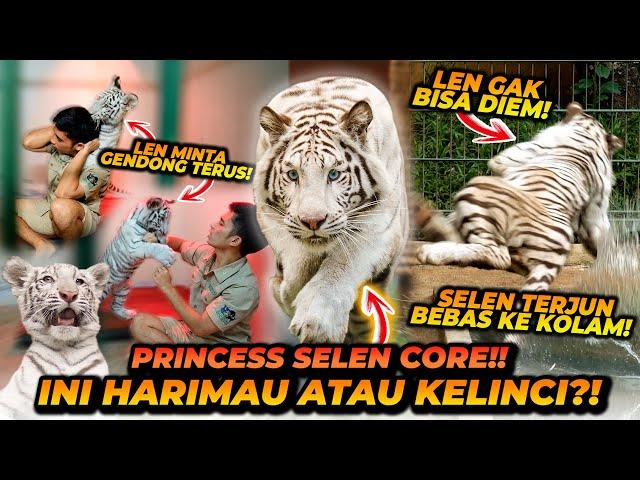 SELEN CORE ! KUMPULAN VIDEO2 KELAKUAN UNIK SELEN ! DARI PAS TIBA DISINI SAMPAI SAAT INI !