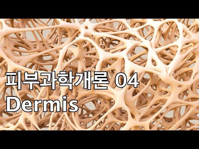 피부과학개론04 진피 구조와 콜라겐 생성 / 상처회복 / 비후성흉터 / 켈로이드