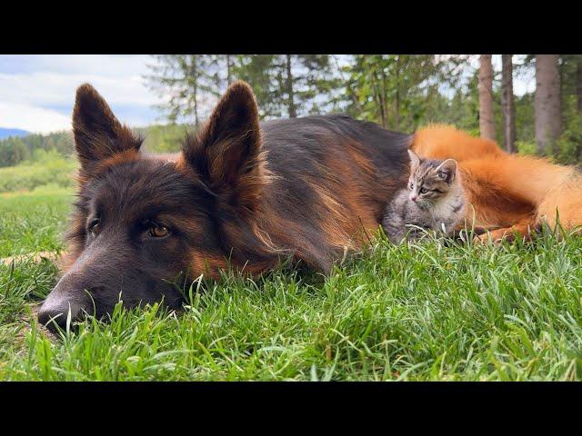 Dogs Become Obsessed With Foster Kittens