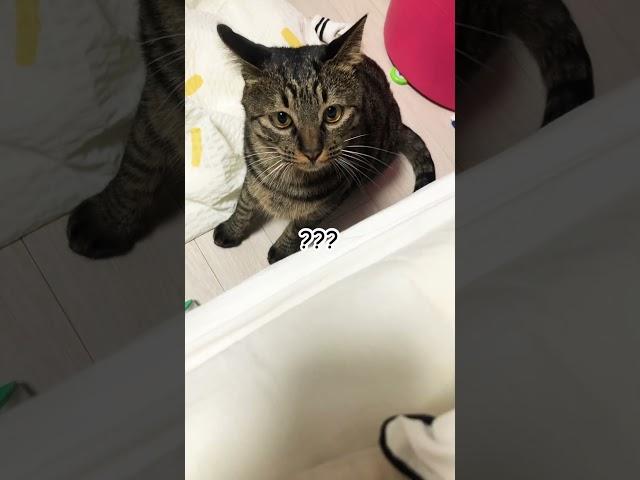 예나...선정이 딸이에요.. #웃긴고양이 #shrots #막장드라마 #잘사는집사 #뇌절