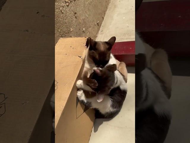 Meow fights  Mom’s son