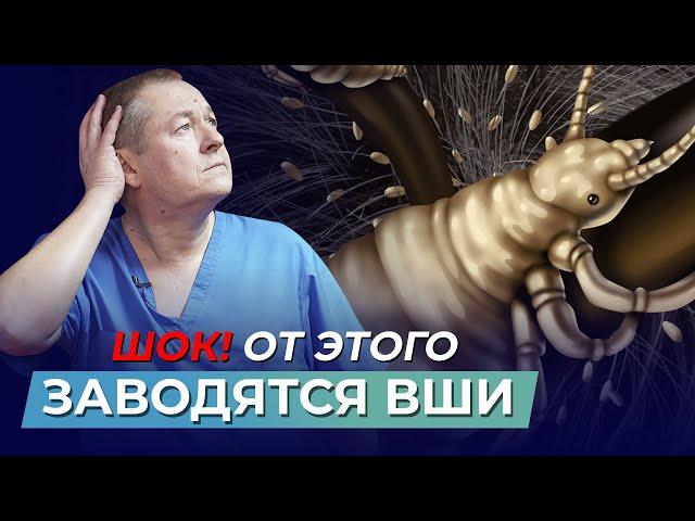 Откуда берутся вши и как они влияют на печень? Мифы и факты о паразитах