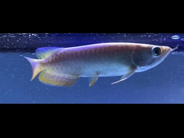 high back golden arowana 10 month update