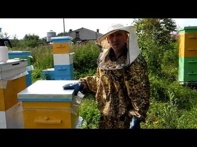 Пчеловодство для начинающих. Видео.