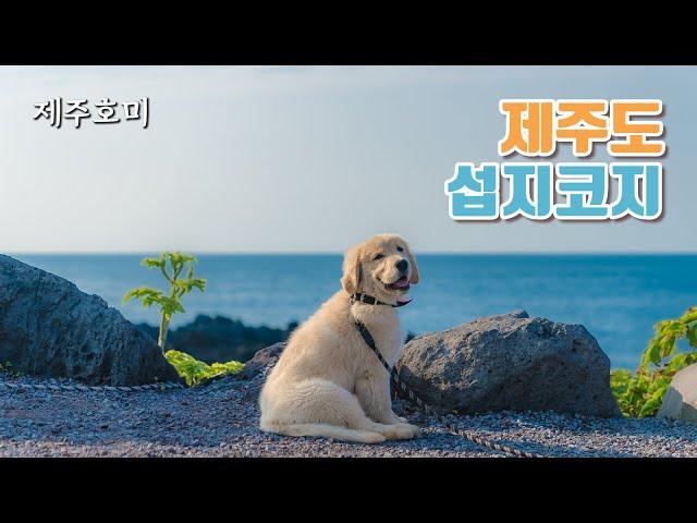 [4k] 제주도여행코스! '섭지코지' 강아지산책 다녀왔어요~ south korea, jejuisland 'Seopjikoji' with goldenretriever puppy