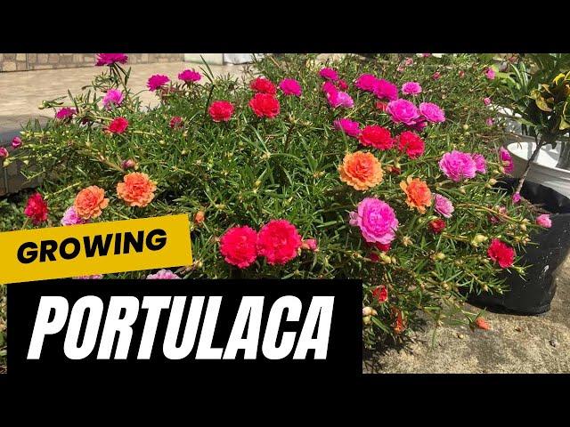 Mastering the Art of Growing Portulaca | Tips for Growing Gorgeous Portulaca Flowers