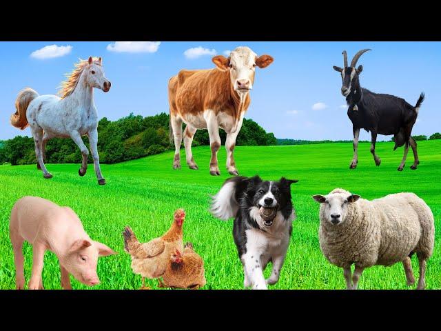 Farm Animals - Cows, Pigs, Chickens, Sheep, Goats, Horses - Animal Moments