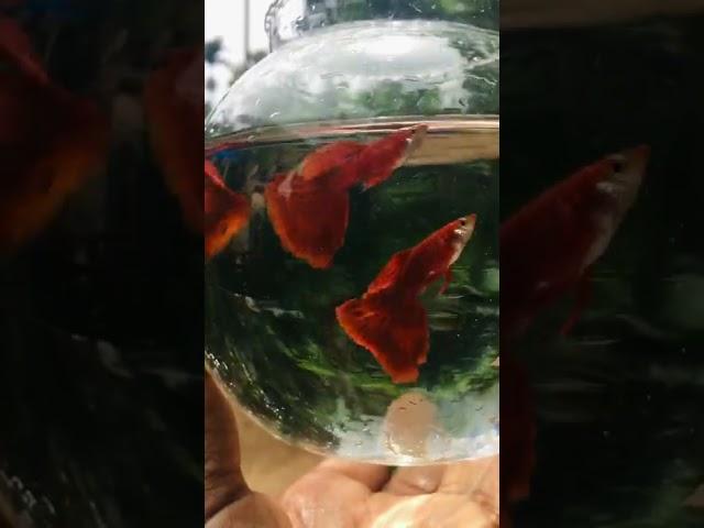 Full red guppy ️|YS Line Black Eye Full Red BD 6238116364