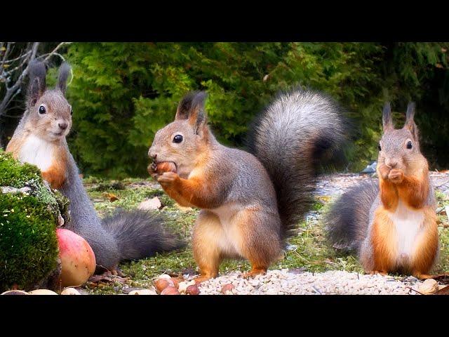 Squirrel Fun All Day Long - The Best of️️ 10 Hours Cat & Dog TV