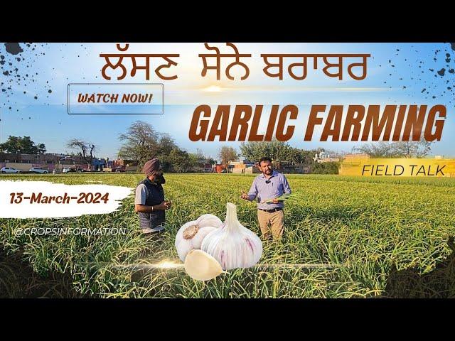 Garlic farming in india, crop and profits : Long Interview