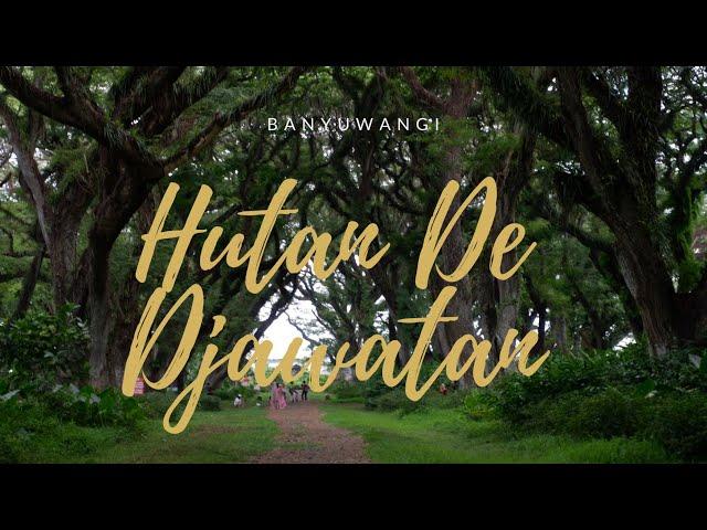 De Djawatan Buka Lho! Wisata Hutan Trembesi di Banyuwangi | #dedjawatan # banyuwangi #kanurikaa