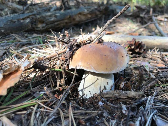 BOLETUS EDULIS EN SORIA 28-09-2018, PINUS SYLVESTRIS (Parte 2)