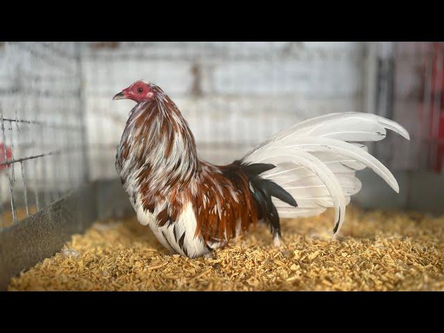  Limpieza PRO para Mis Gallitos Aztecas  | Expo de Belleza"