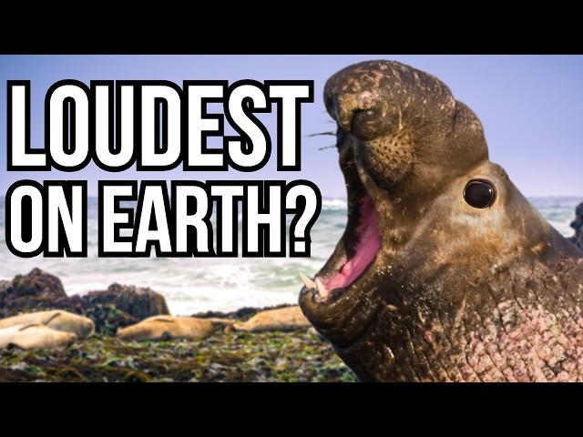 Ranking 10 Of The Loudest Animals On Earth From Quietest To Loudest