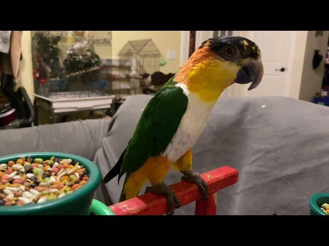 Kumquat Montage #2 - Black Capped Caique