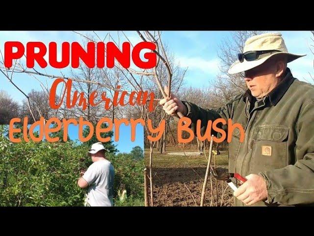 HOW TO PRUNE AMERICAN ELDERBERRY BUSHES