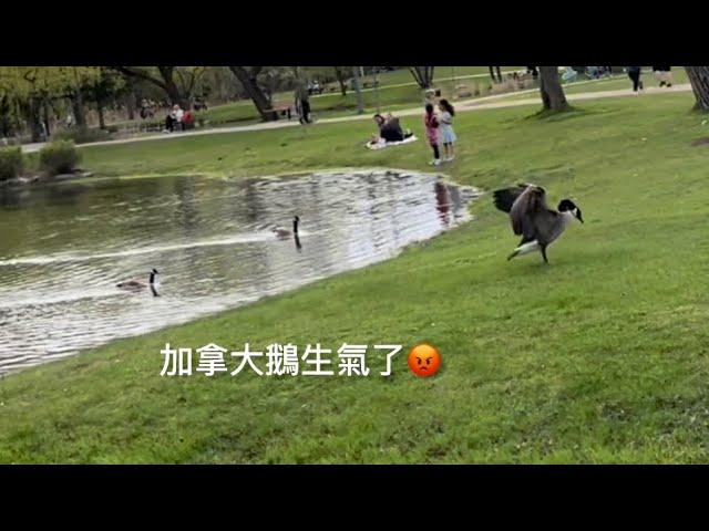 蜜雪兒公園EP 27～優雅的鹿＆生氣的加拿大鵝