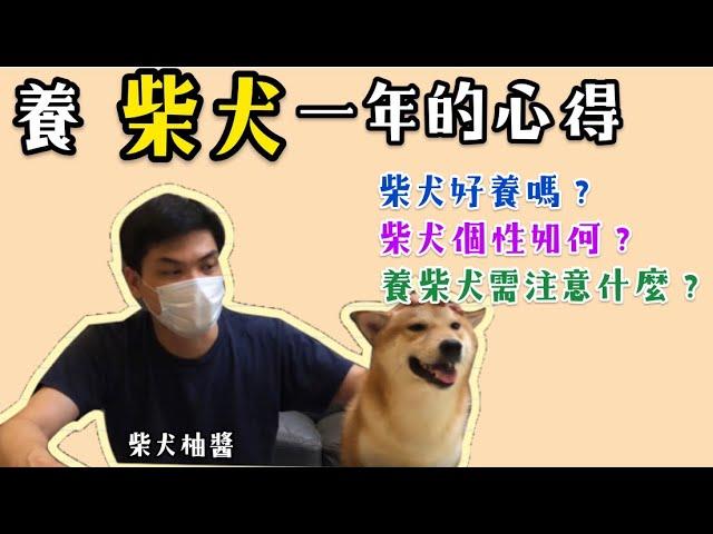 柴犬 飼養一年的心得？三大問題一次解答！最公認頭痛的問題就是⋯|柴犬 柚醬 柴柴頻道| 3 main problems after raising Shiba Inu for a year