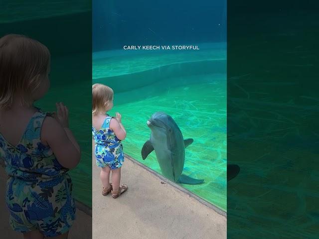 Dolphin stops to 'talk' to toddler at Mississippi Aquarium