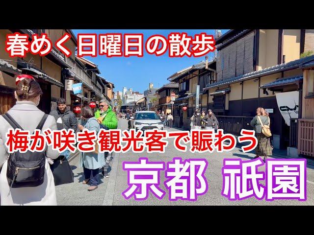 2025年3月9日 外国人観光客で賑わう春めいて来た京都祇園を歩く Walking around Gion, Kyoto 【4K】