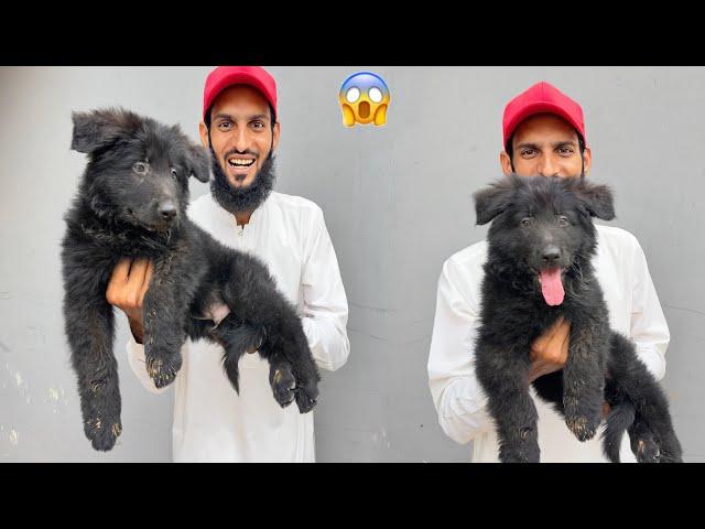 Mini Zoo K Liye  Black German Shepherd Puppy Ly Lia 