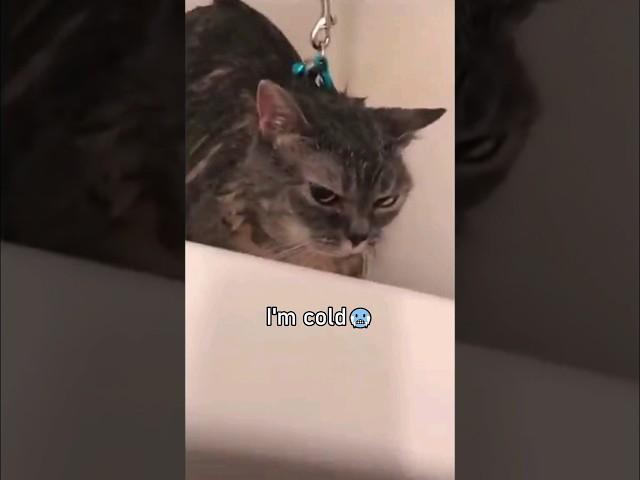 Cats Speaking English!