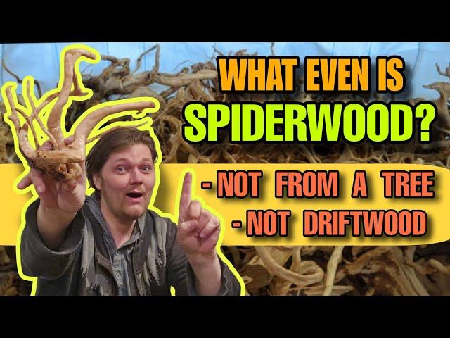 WHAT is SPIDERWOOD? & How TOXIC is our Aquarium's Driftwood for Cats, Dogs & Our Fish?  A DEEP DIVE