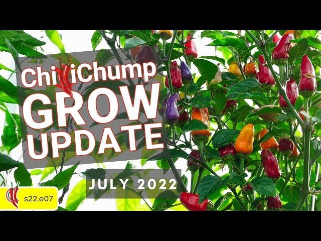 ChilliChump Chilli Update July 2022 (2022e07)