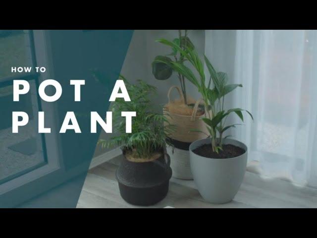 How To Pot A Plant - Bunnings Warehouse