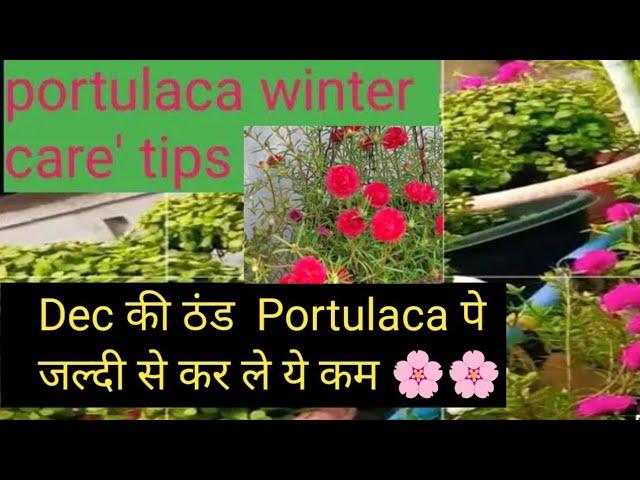 Portulaca Catering tips for winter। सर्दियों में portulaca प्लांट की ख्याल ? how to care Moss Rose