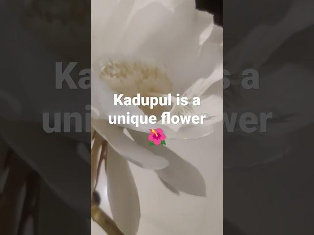 Kadupul is a unique flower #asmr #rare #flowers #kadupul #loop #satisfying #garden #srilanka