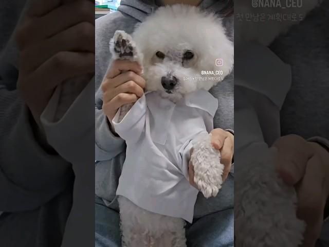 내 이름은 쎄오~                                                       #쎄오 #강아지 #dog#첫만남은계획대로되지않아#투어스
