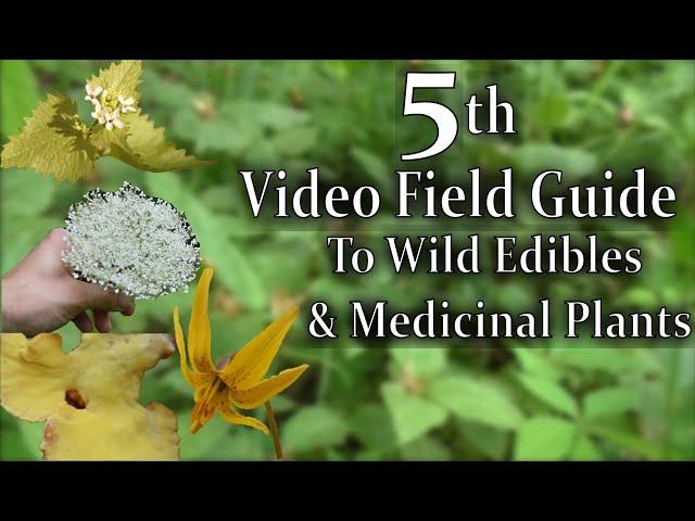 The 5th Video Field Guide to Wild Edibles and Medicinal Plants