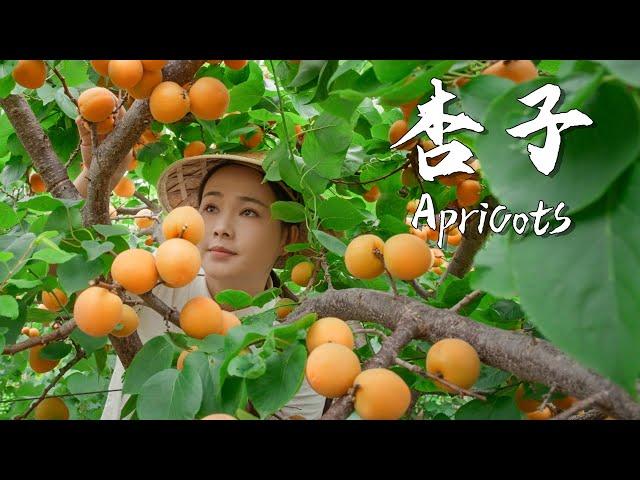 Apricots, the unique sweet and sour taste of summer 【滇西小哥】