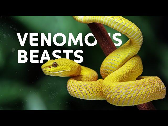 Tracking The Deadliest Snakes Across The World | Venomous Snakes Documentary