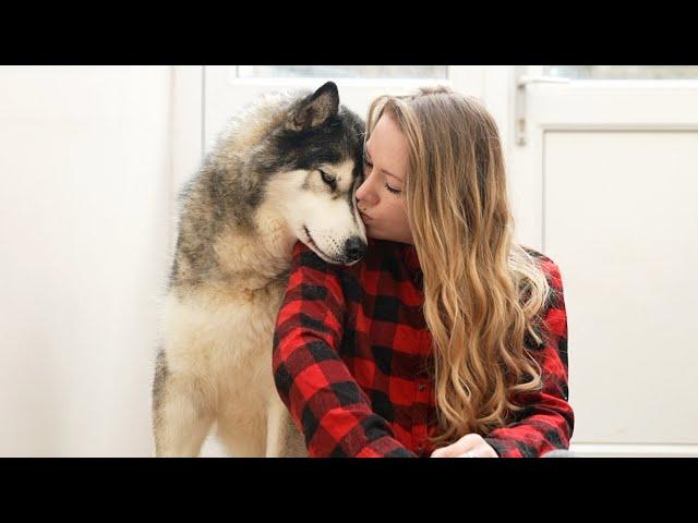 How My Husky Reacts To Affection!