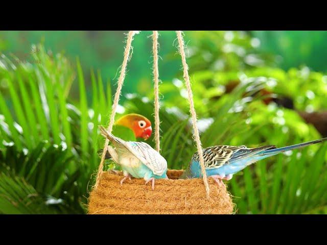 Cat TV: Bright Parrots, Songbirds, and Curious Squirrels in the Garden - 4K UHD, 4 Hours