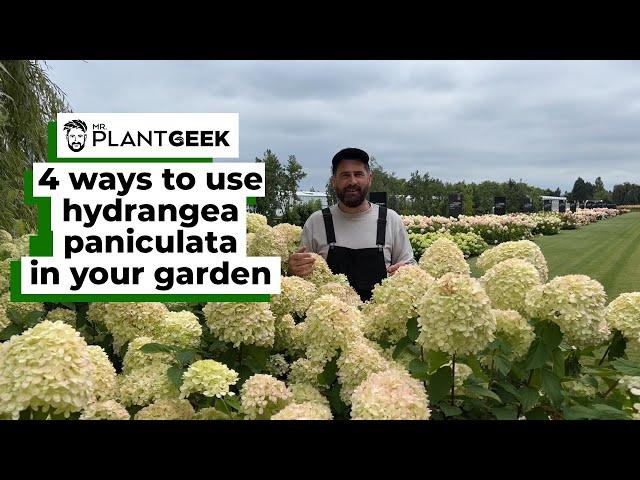 4 ways to use Hydrangea paniculata in your garden and patio