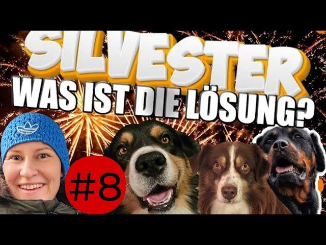 Wenn dein Hund diese Übung schafft ist Silvester kein Problem mehr ️ Level 8