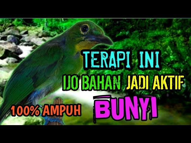 TERAPI CUCAK IJO BAHAN, agar rajin bunyi dan cepat adaptasi