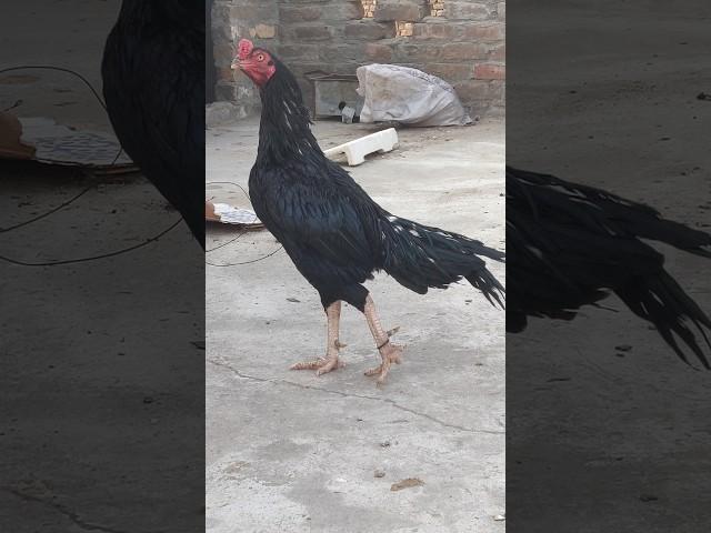 Black Lasani Aseel ️ #birds #aseel #viralshort