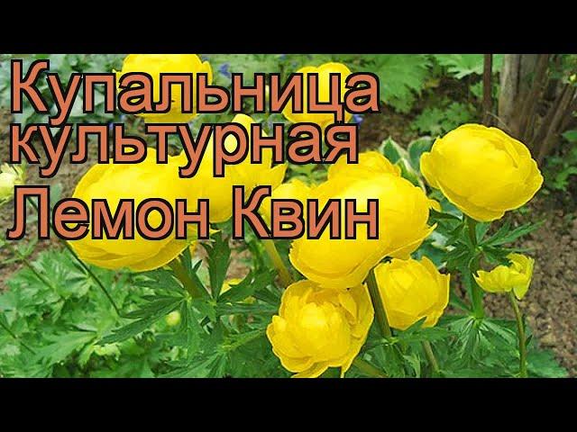 Купальница культурная Лемон Квин (lemon queen)  обзор: как сажать, рассада купальницы Лемон Квин