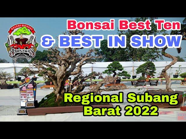 Kontes Bonsai Regional Subang 2022 || @galeriabunawaschannel598