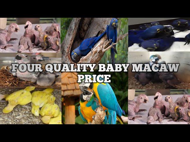 Top 4 quality baby macaw and parrot price in India 2021-2022