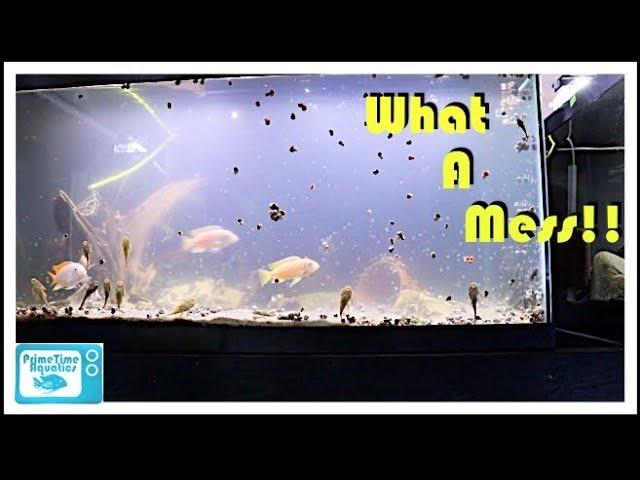 Cloudy Water in a Fish Tank and What to do About It!