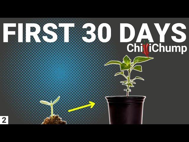 First 30 Days of Growing Chilli Peppers - Episode 2