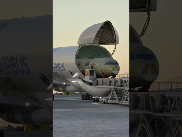 How the Airbus Beluga Loads the Impossible? By Opening the Nose #aviation #aviationlovers #shorts